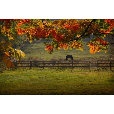 Fototapete PAPERMOON "Pferd auf der Weide", bunt, B:3m L:2,23m, Vlies, Tapeten