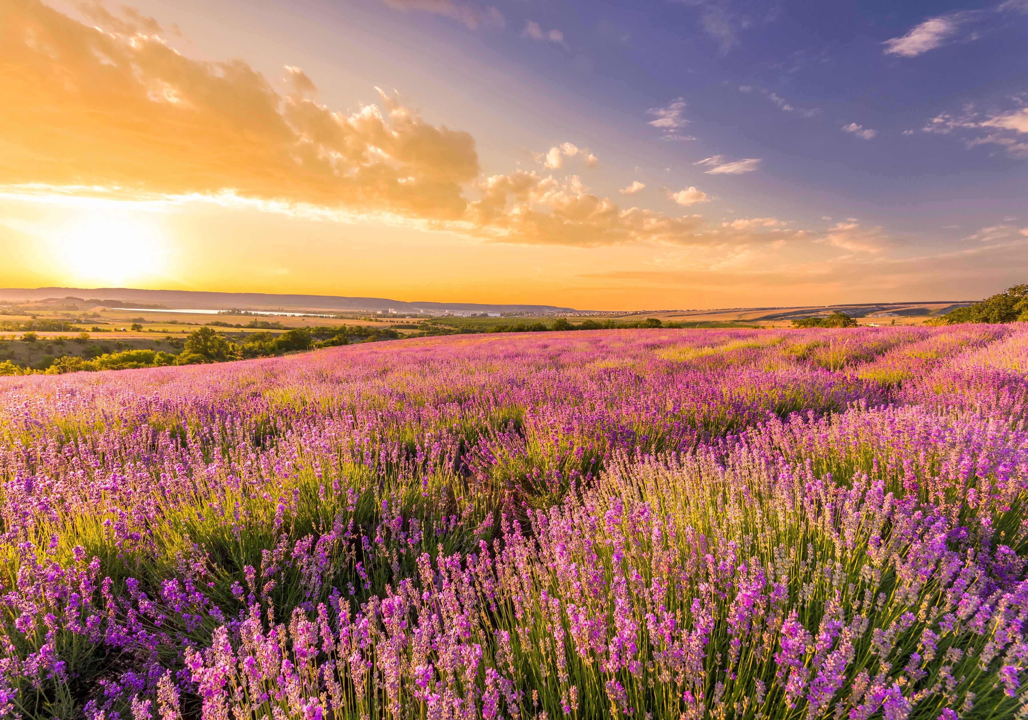 Fototapete PAPERMOON "Lavender Field", bunt, B:3,5m L:2,6m, Vlies, Tapeten, Fototapete bunt B/L: 3,5m x 2,6m, Bahnen: 7 Stk.