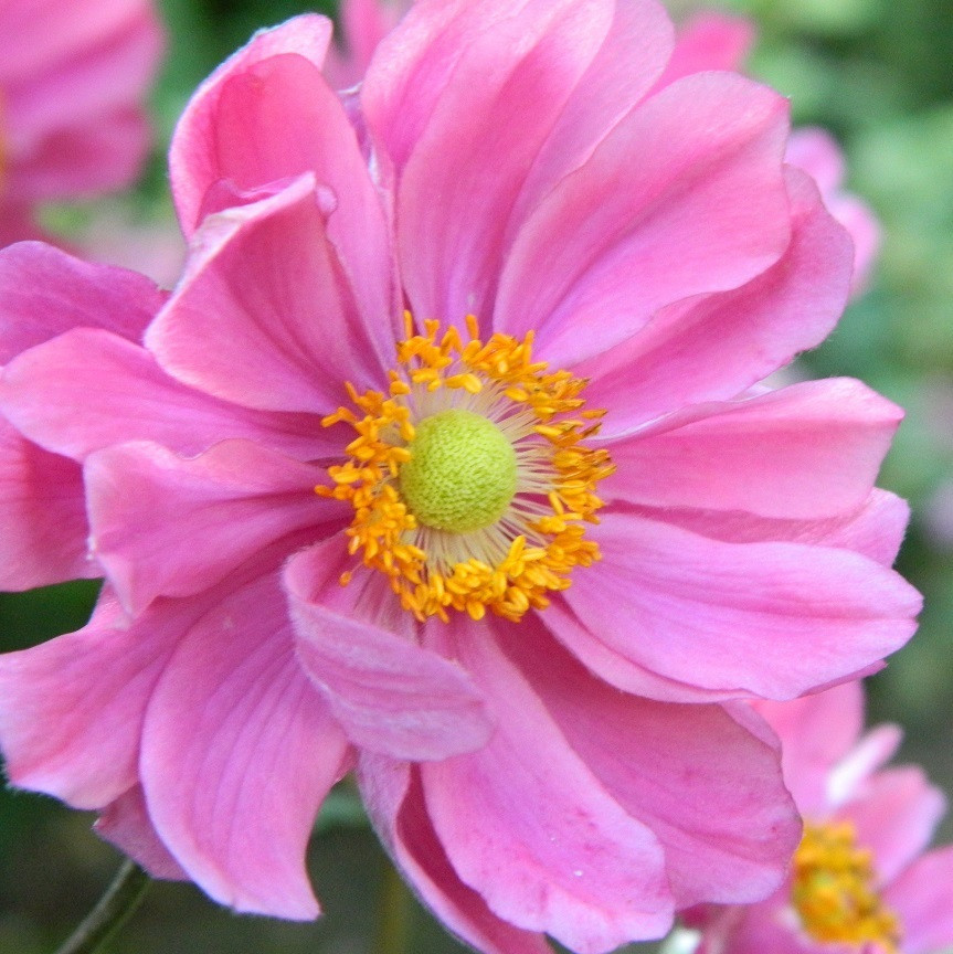 6 x Herfst anemoon Anemone hybride Serenade in pot van 9x9 cm van Arborix