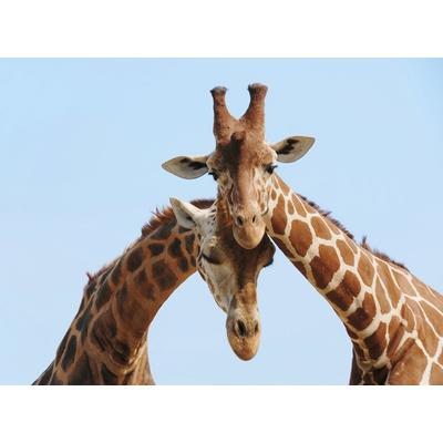 Fototapete PAPERMOON "Verliebte Giraffen", bunt, B:3m L:2,2m, Vlies, Tapeten