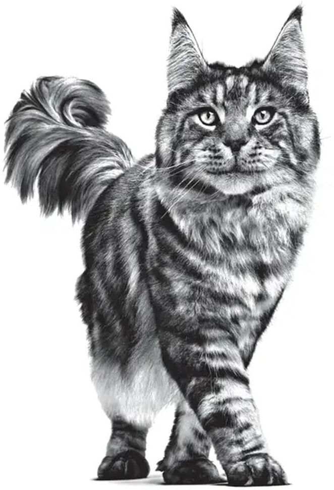 Royal Canin V-Diet Renal Gatto 400G