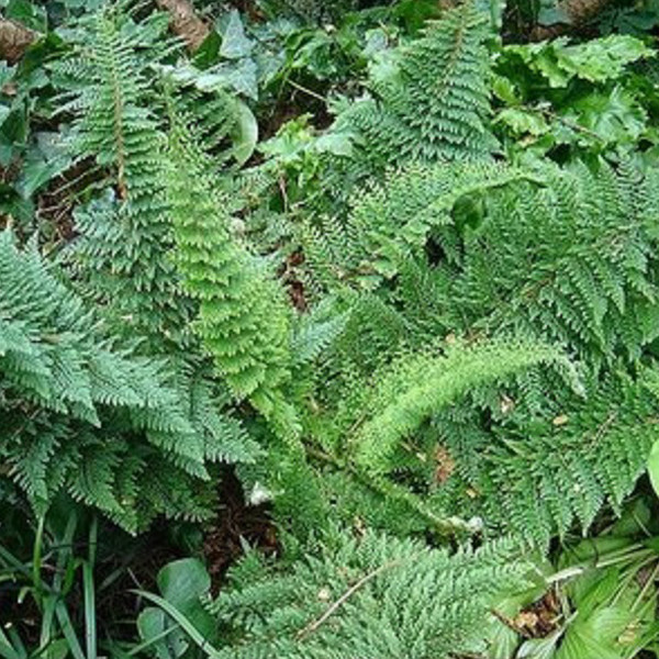 6 x Filigraanvaren Polystichum setiferum Densum in pot van 9x9 cm van Arborix