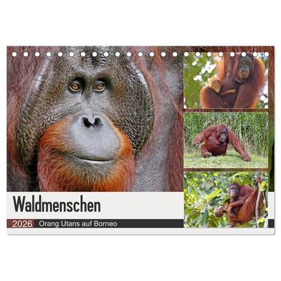 Waldmenschen - Orang Utans auf Borneo (Tischkalender 2026 DIN A5 quer), CALVENDO Monatskalender