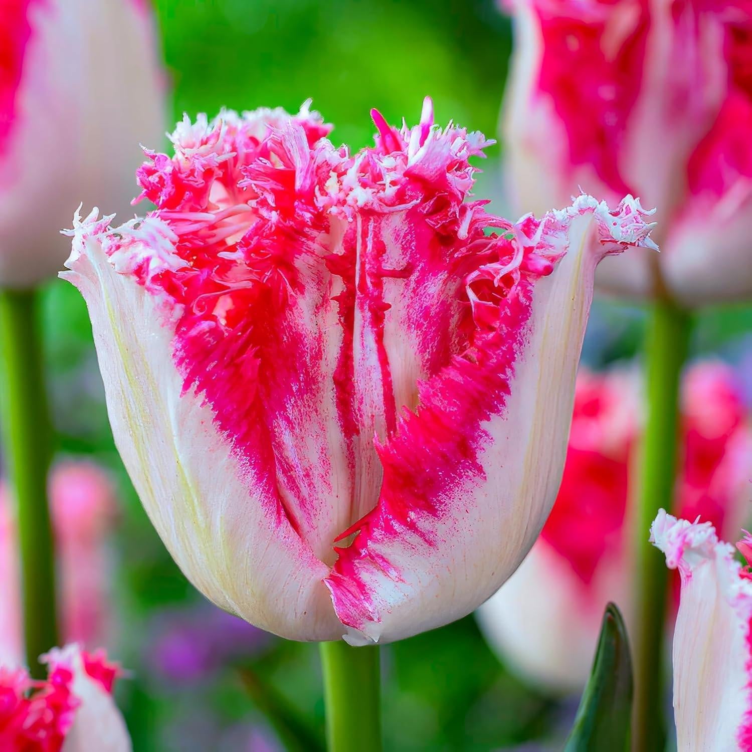 Dutch Bulbs Winterharde meerjarige tulpbollen roze en rode mix - 25 stuks