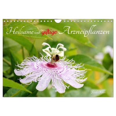 Heilsame und giftige Arzneipflanzen (Wandkalender 2026 DIN A4 quer), CALVENDO Monatskalender