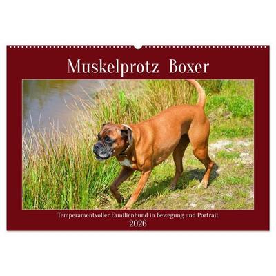 Muskelprotz Boxer (Wandkalender 2026 DIN A2 quer), CALVENDO Monatskalender