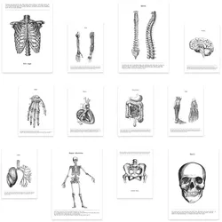 POSTER Set Mit 12 Anatomie Knochen Und Organe A3 Rahmenlos