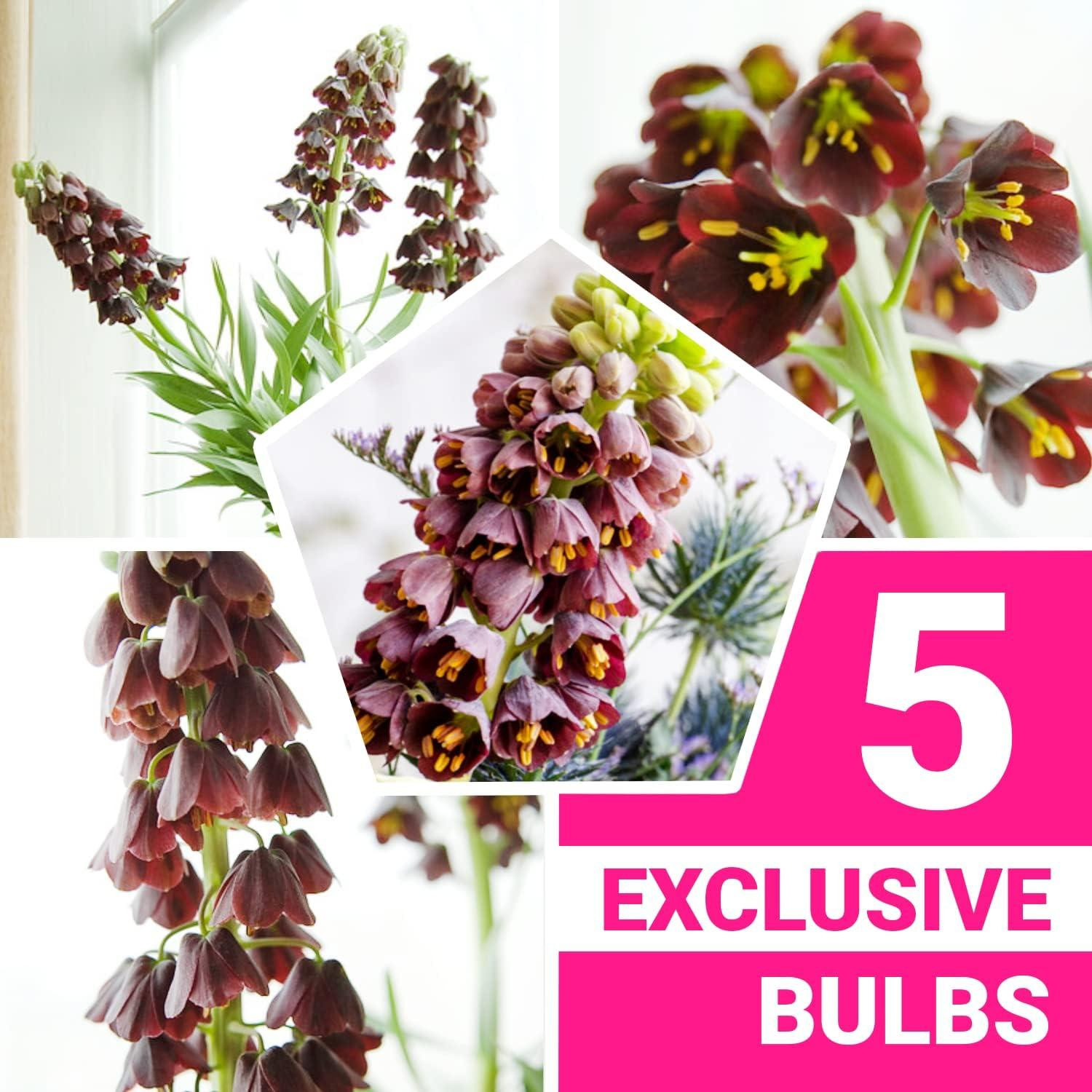 Dutch Bulbs Kaiserkroonbollen Fritillaria Persica, paars, 5 stuks