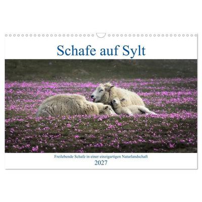 Schafe auf Sylt (Wandkalender 2027 DIN A3 quer), CALVENDO Monatskalender