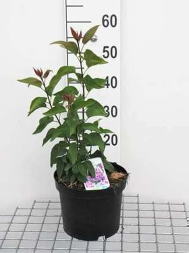 2 x Syringa vulg. 'Sensation' Gewone Sering in pot, 50-60 cm