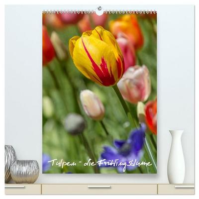 Tulpen - die Frühlingsblume (hochwertiger Premium Wandkalender 2026 DIN A2 hoch), Kunstdruck in Hochglanz