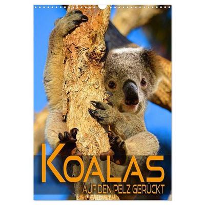 Koalas auf den Pelz gerückt (Wandkalender 2026 DIN A3 hoch), CALVENDO Monatskalender