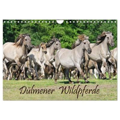 Dülmener Wildpferde (Wandkalender 2027 DIN A4 quer), CALVENDO Monatskalender