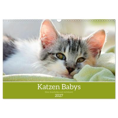 Katzenbabys (Wandkalender 2027 DIN A3 quer), CALVENDO Monatskalender