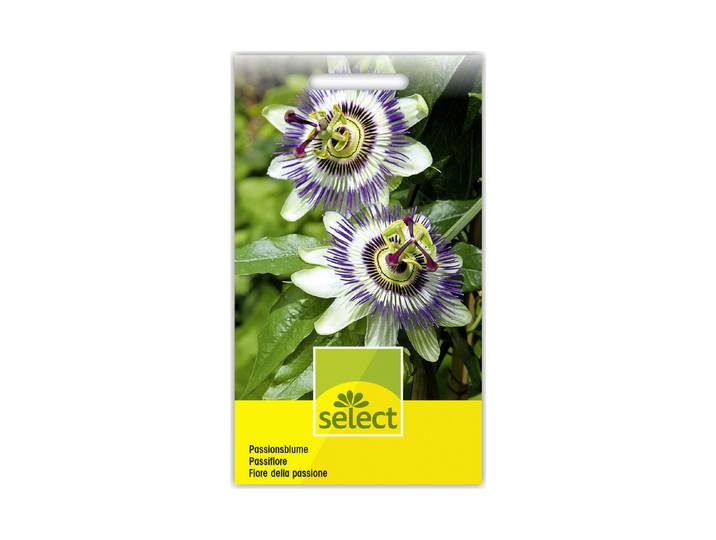 Select Passionsblume