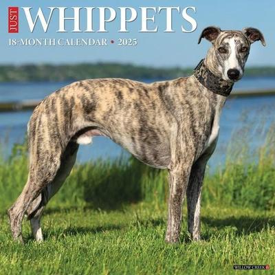 Whippets 2026 Wall Calendar