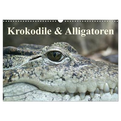 Krokodile & Alligatoren (Wandkalender 2027 DIN A3 quer), CALVENDO Monatskalender