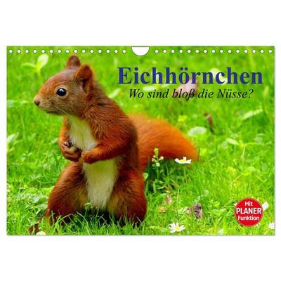 Eichhörnchen. Wo sind bloß die Nüsse? (Wandkalender 2027 DIN A4 quer), CALVENDO Monatskalender
