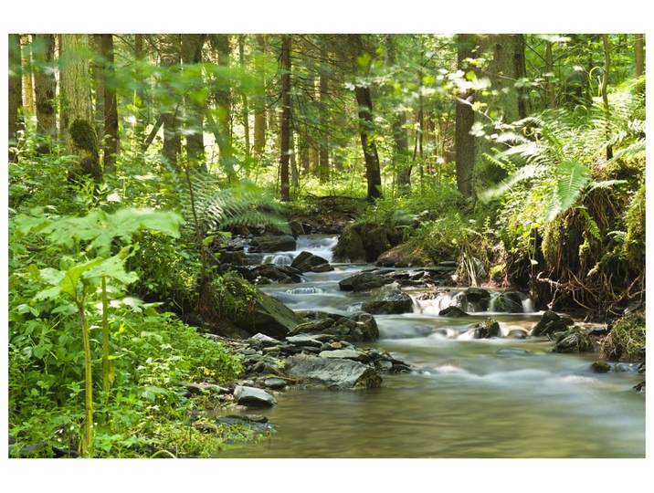 Canvas Flusslauf im Wald image LAND