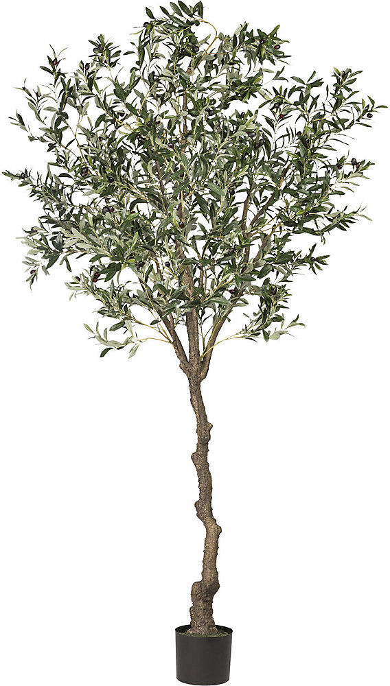 kaiserkraft Olivenbaum, Höhe 2400 mm, im Kunststofftopf