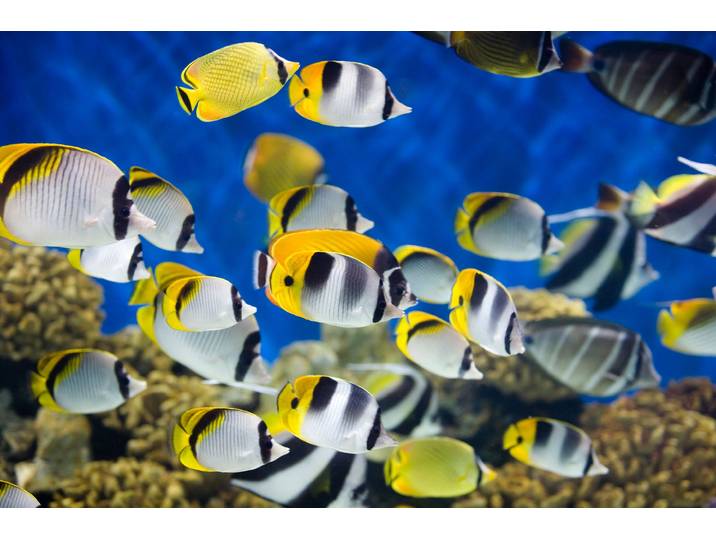 Fototapete PAPERMOON UNTERWASSER-WELT-FISCHE KORALLE SEE MEER TIERE OZEAN , bunt, B:5m L:2,8m, Vlies, Tapeten, Fototapete