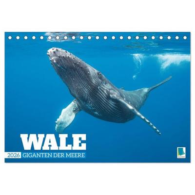 Wale: Giganten der Meere (Tischkalender 2026 DIN A5 quer), CALVENDO Monatskalender