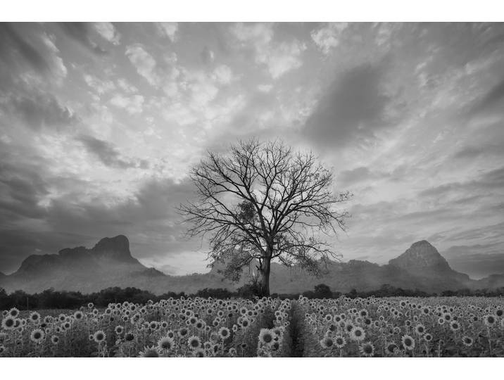 Papermoon Sonnenblumenfeld mit Baum Schwarz & Weiss