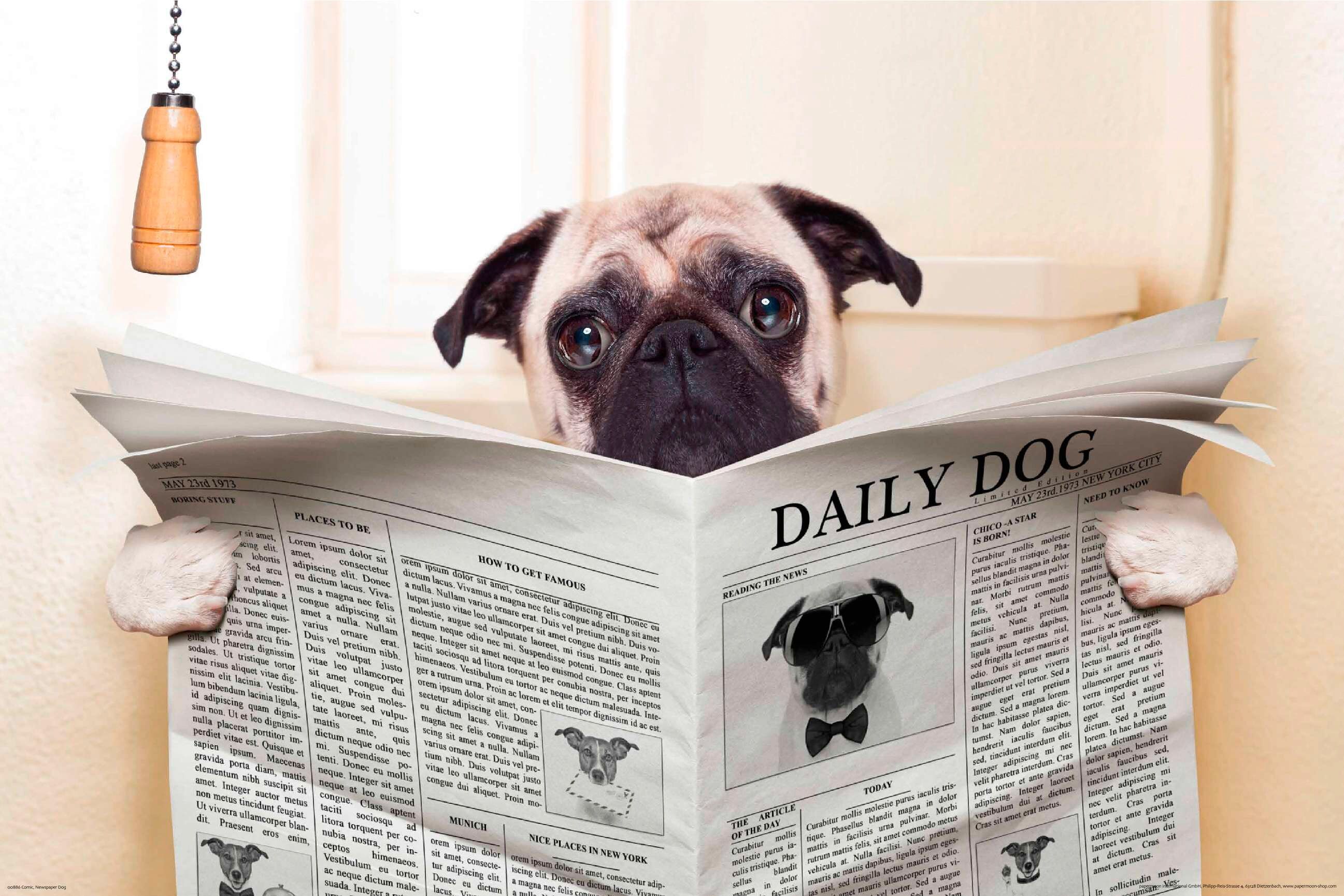 Fototapete PAPERMOON "Newspaper Dog", bunt, B:4m L:2,6m, Vlies, Tapeten, Fototapete bunt B/L: 4m x 2,6m, Bahnen: 8 Stk.