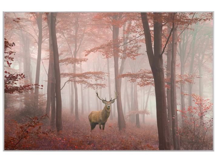 Bild mit Rahmen Hirsch im Herbstwald image LAND