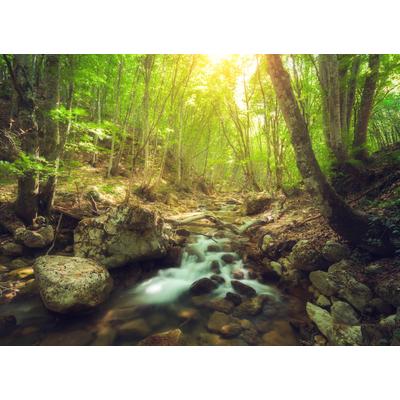 Fototapete PAPERMOON "Forest Creek", bunt, B:2,5m L:1,86m, Vlies, Tapeten