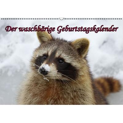 Waschbären / Geburtstagskalender (Wandkalender immerwährend DIN A2 quer)