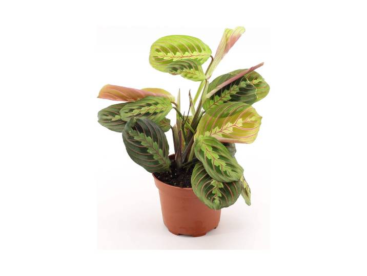 Maranta leuconeura tricolor Ø12