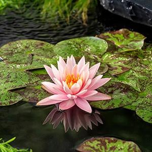 FloraSelf Nymphaea Colorado Waterlelie in 11 cm pot