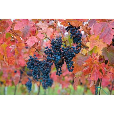 Fototapete PAPERMOON "Weintrauben", bunt, B:2,5m L:1,86m, Vlies, Tapeten