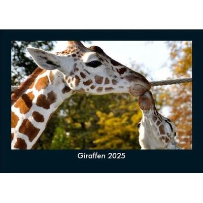 Giraffen 2025 Fotokalender DIN A5