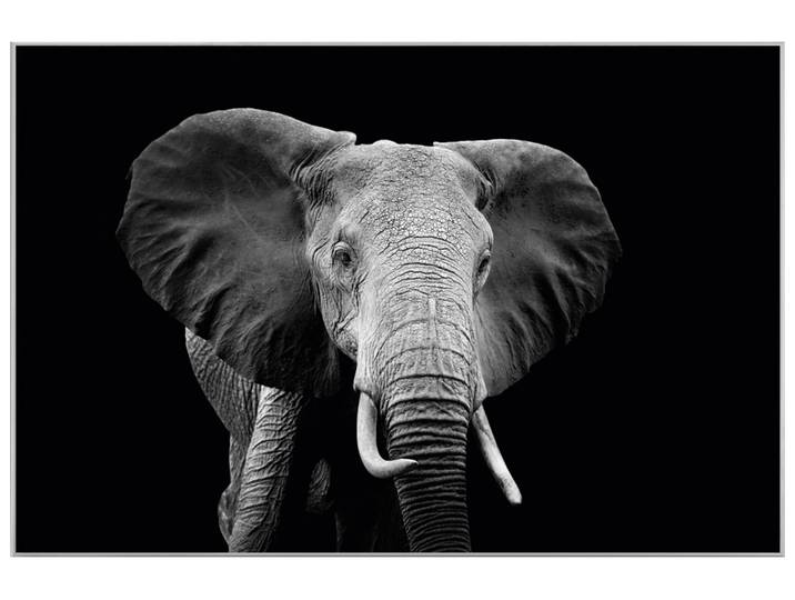 Bild mit Rahmen Majestätischer Elefant image LAND