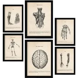 POSTER Set Mit 6 Gliedmaßen & Gehirn Medizinische Illustrationen Im Vintage Von Anatomie, Körperteilen, Knochen & Muskeln A3 & A4 Schwarzer Rahmen