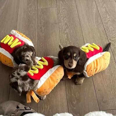 Uplifted Finds "The Ultimate ""Hot Dog"" Pet Cosplay Costume s"