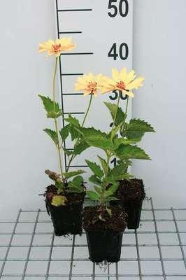 6 x Heliopsis helianthoides Venus Zonnebloemkrans, Potmaat: 9 x 9 cm, GRDplanten