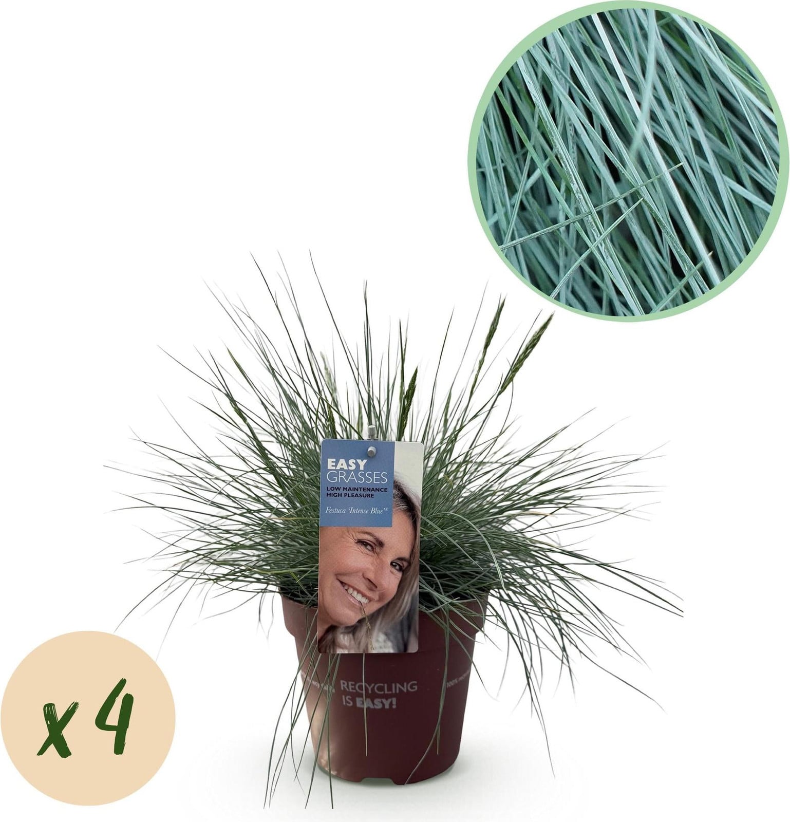 Oasis of Life Festuca Glauca Intense Blue blauwschwingel Ziergras, 4 planten, 50 cm
