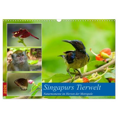 Singapurs Tierwelt (Wandkalender 2026 DIN A3 quer), CALVENDO Monatskalender