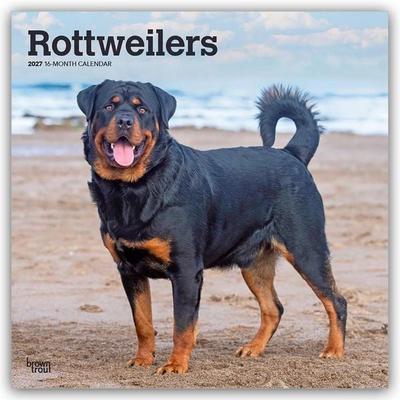 Rottweilers – Rottweiler 2027 – 16-Monatskalender