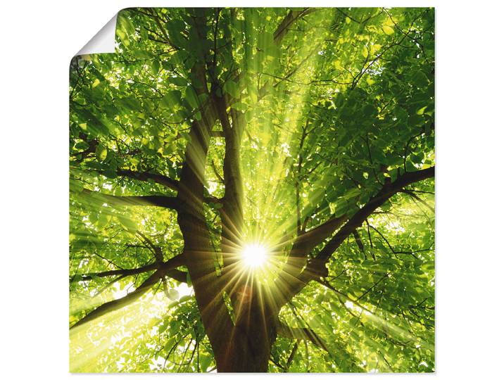 Wandbild ARTLAND Sonne strahlt explosiv durch den Baum , grün (farbe bild(er): grün), B:50cm H:50cm, Bilder, Wandbild, als Leinwandbild, Poster in verschied. Grössen