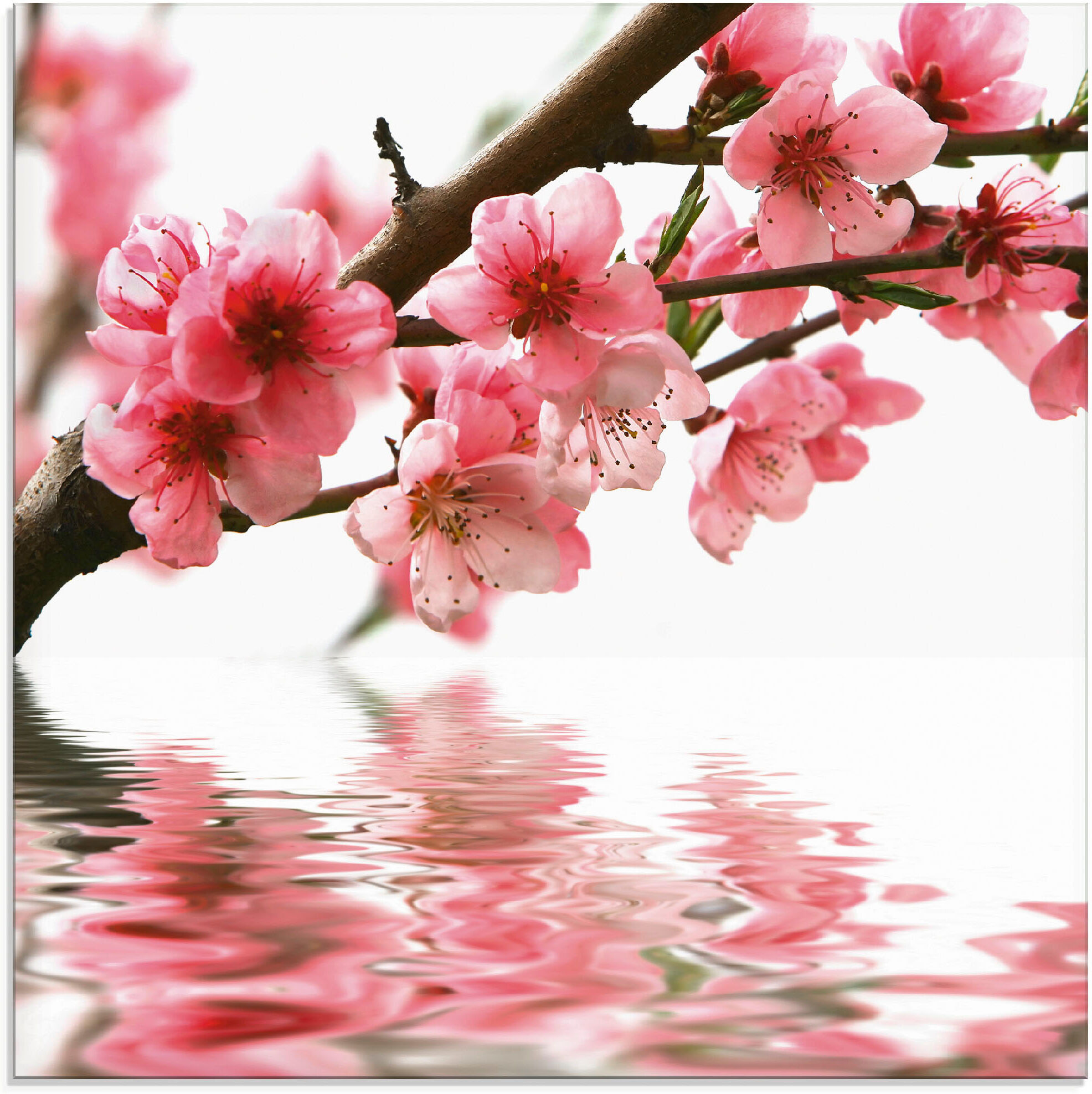Artland "Pfirsichblüten reflektieren im Wasser" Blumen 1 Stk. tlg. in verschiedenen Grössen farbe bild(er): pink B/H/T: 20cm x 20cm, Glasbild Blumen, 1 Stk.