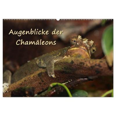 Augenblicke der Chamäleons (Wandkalender 2026 DIN A2 quer), CALVENDO Monatskalender