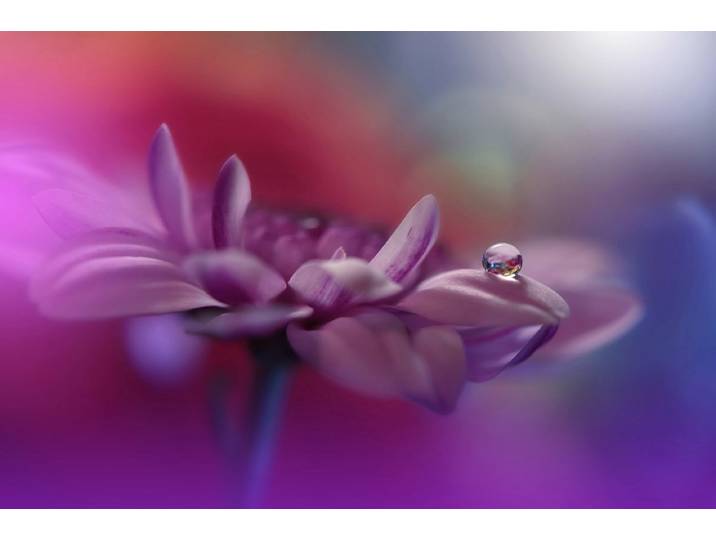 Fototapete PAPERMOON Zen Wassertropfen mit Blume Makro , bunt, B:3m L:2,23m, Vlies, Tapeten, Fototapete