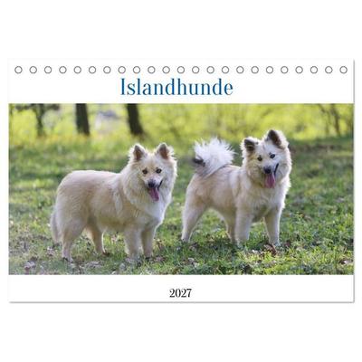 Islandhunde (Tischkalender 2027 DIN A5 quer), CALVENDO Monatskalender