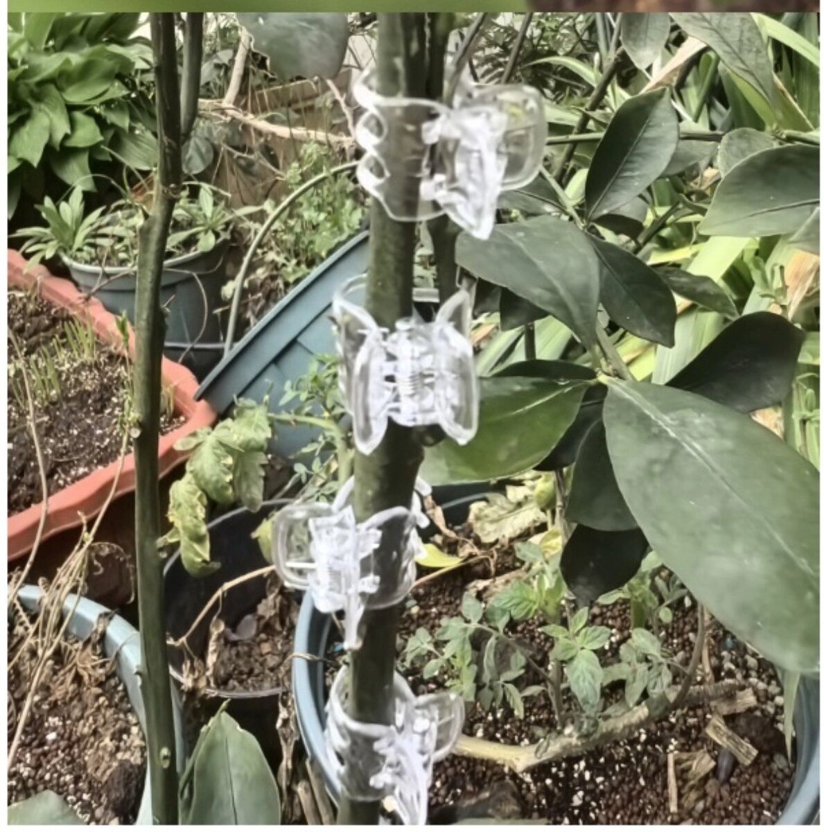 INF Rundkopf 6-Krallen Kunststoff-Clips für Orchideen und Rosen, 100er Pack, Transparent