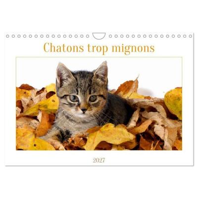 Chatons trop mignons (Calendrier mural 2027 DIN A4 vertical), CALVENDO calendrier mensuel