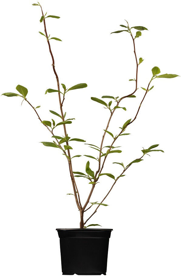 Pflanzen Tulpenmagnolie 5 l Container